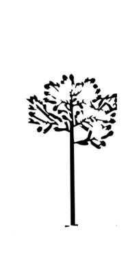 - Aumento da capacidade de exploração florestal - Certificação ISO 14001 - Início da Produção de Óleos essenciais