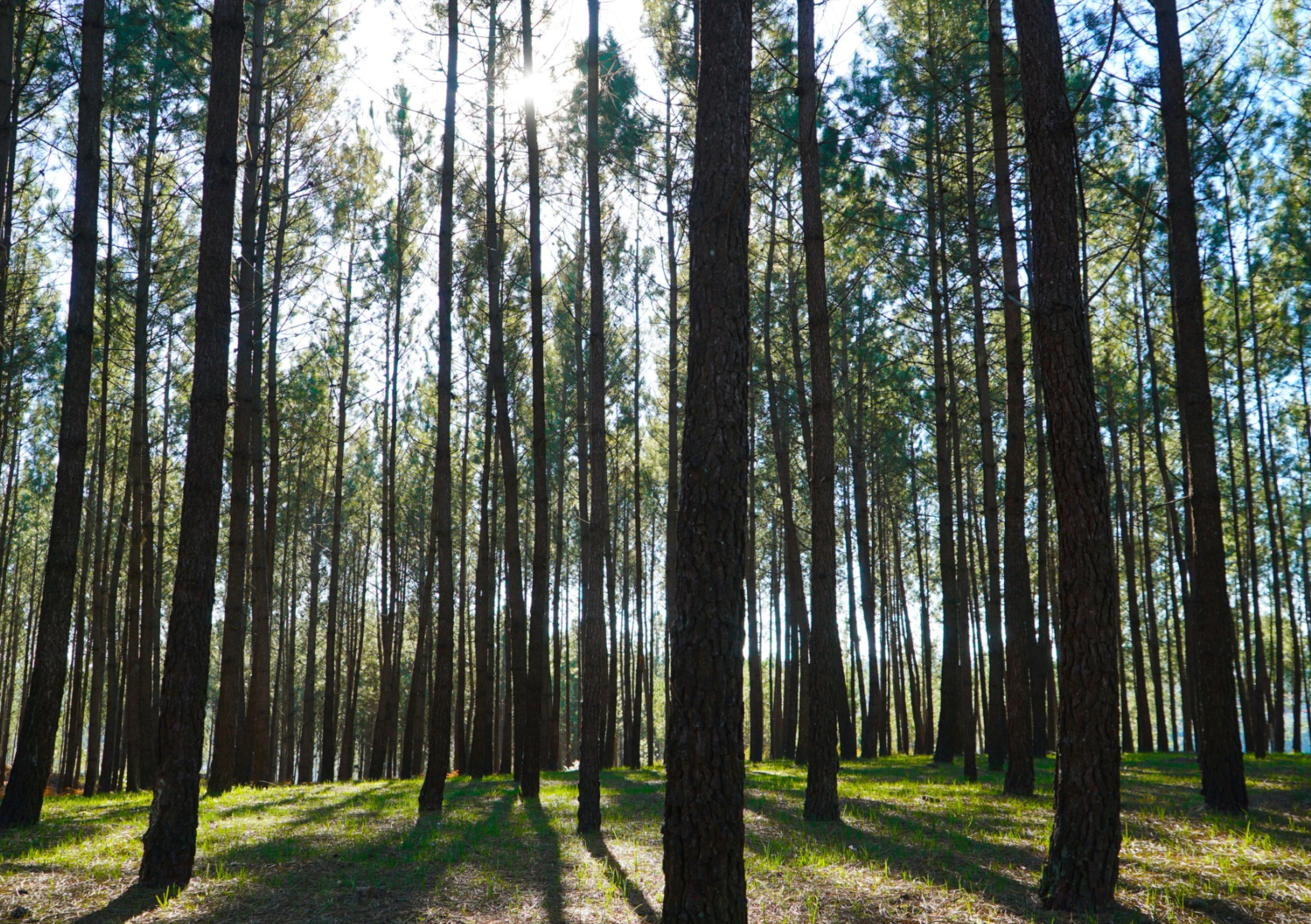 floresta